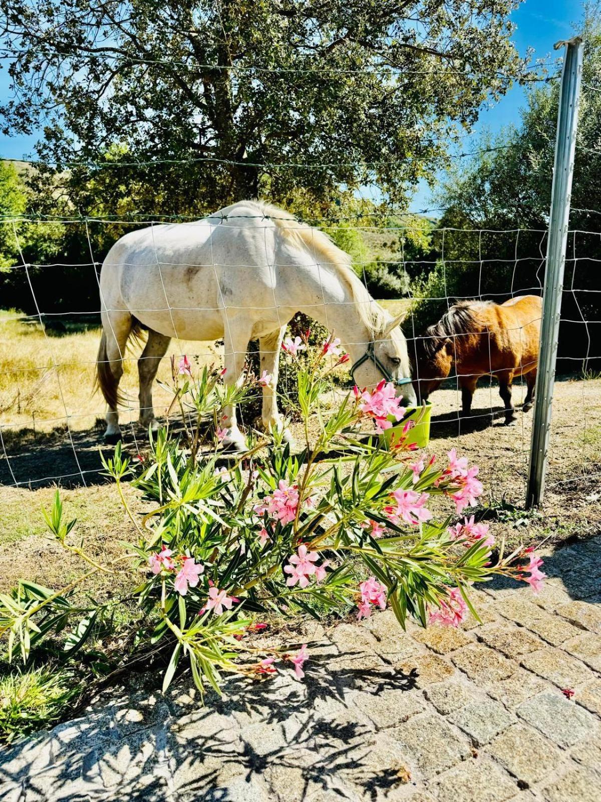 Quinta Vale Da Prata Villa Celorico Da Beira Buitenkant foto